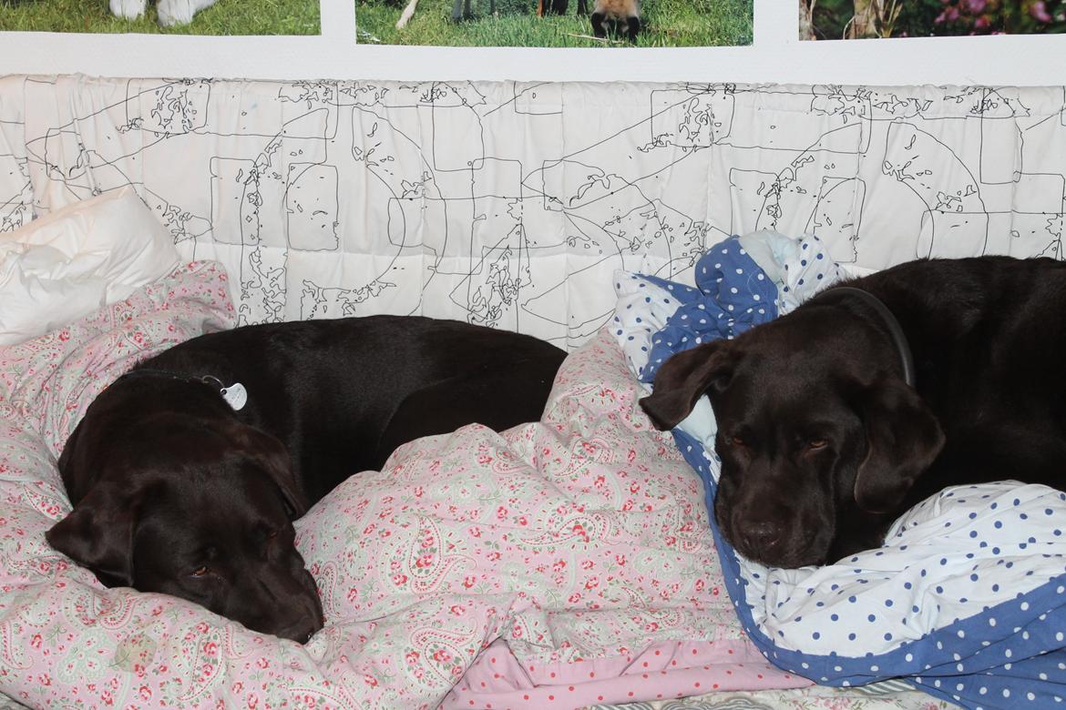 Labrador retriever Nelly billede 6