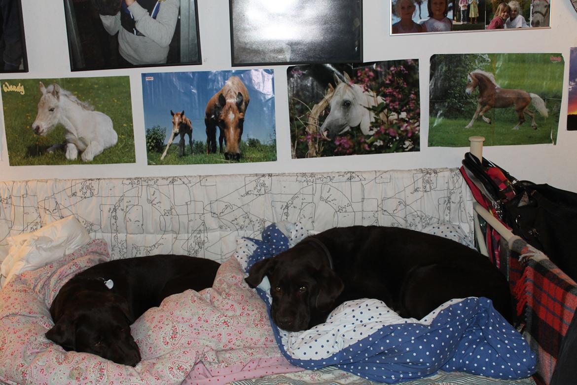 Labrador retriever Nelly billede 2