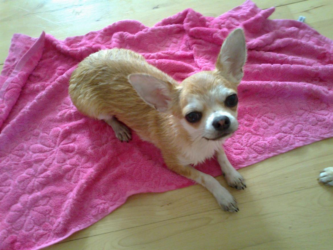 Chihuahua Tiko <3 billede 8