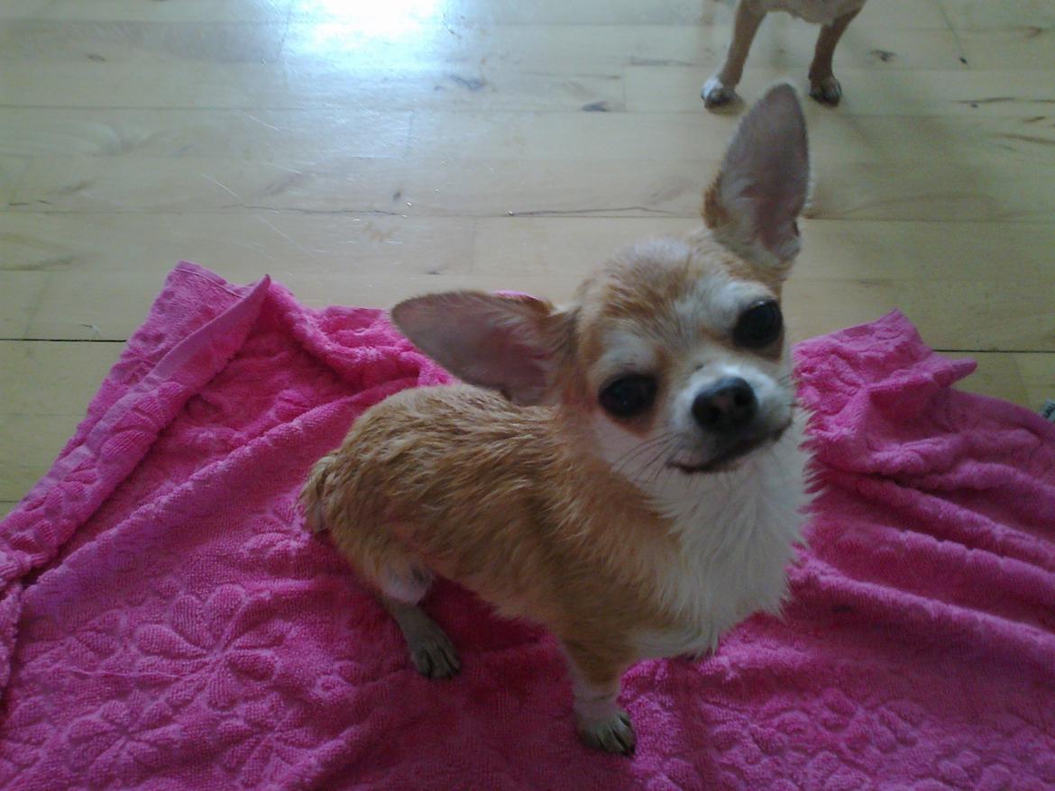 Chihuahua Tiko <3 billede 9