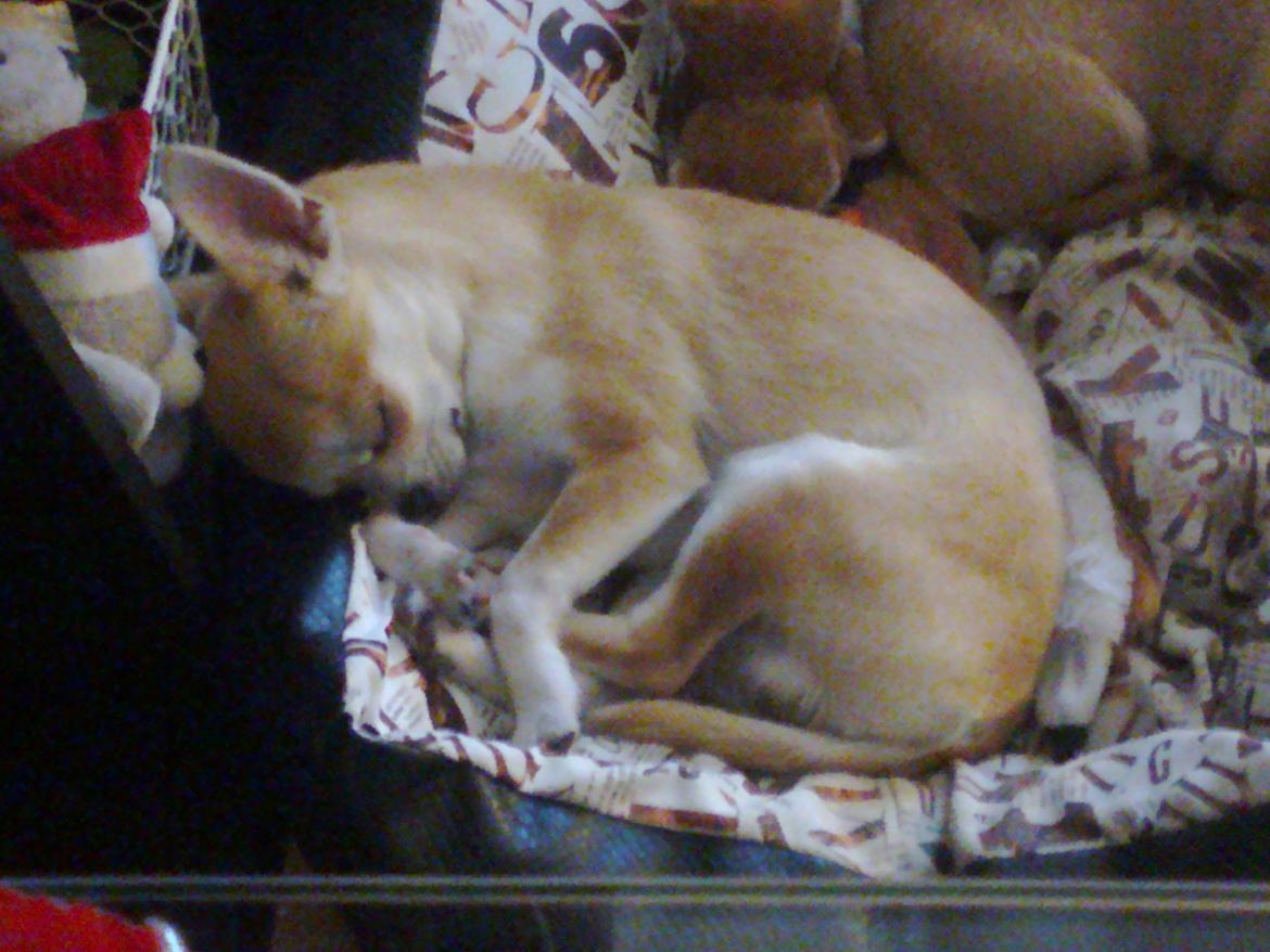 Chihuahua Tiko <3 billede 10