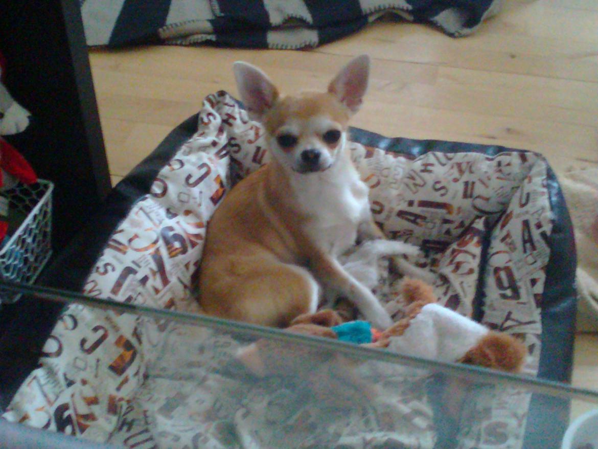 Chihuahua Tiko <3 billede 11