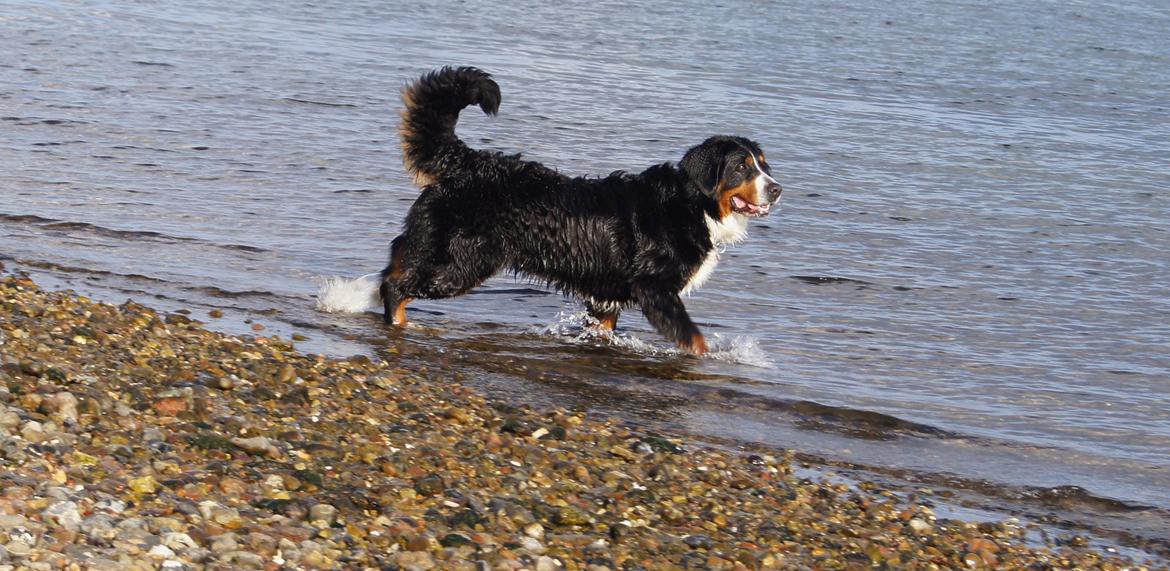 Berner sennenhund Bella billede 4