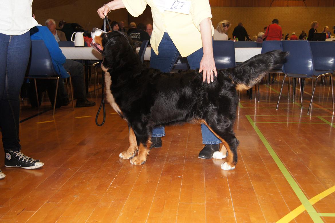 Berner sennenhund Bella billede 21