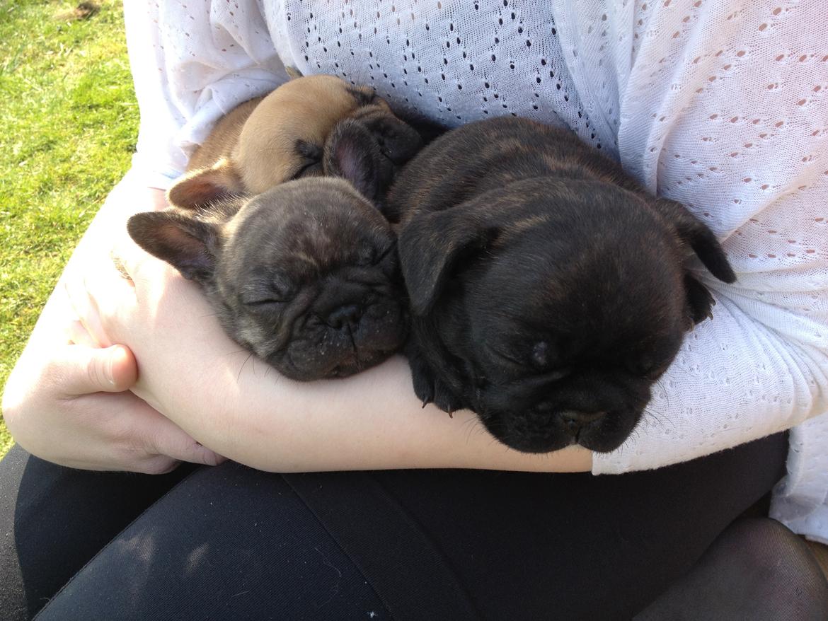Fransk bulldog Balder - Balder får sig en lur hos mig, sammen med sine 2 søskende.  billede 20