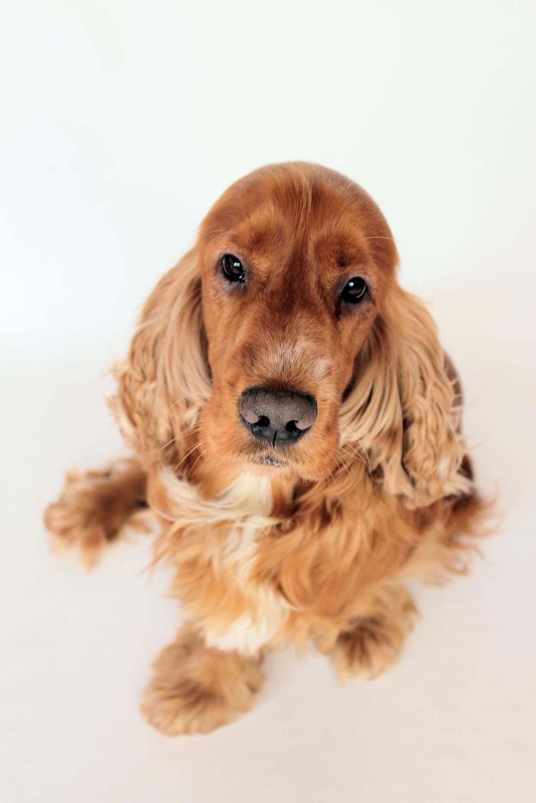 Cocker spaniel Morgan billede 2
