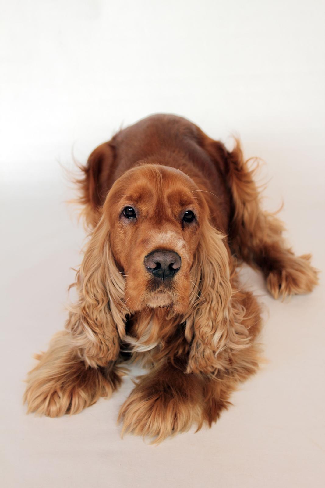 Cocker spaniel Morgan billede 4