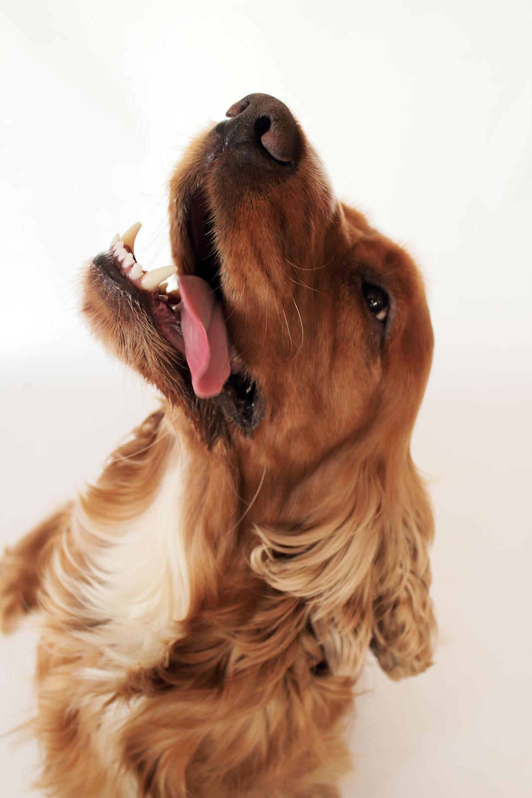 Cocker spaniel Morgan billede 3