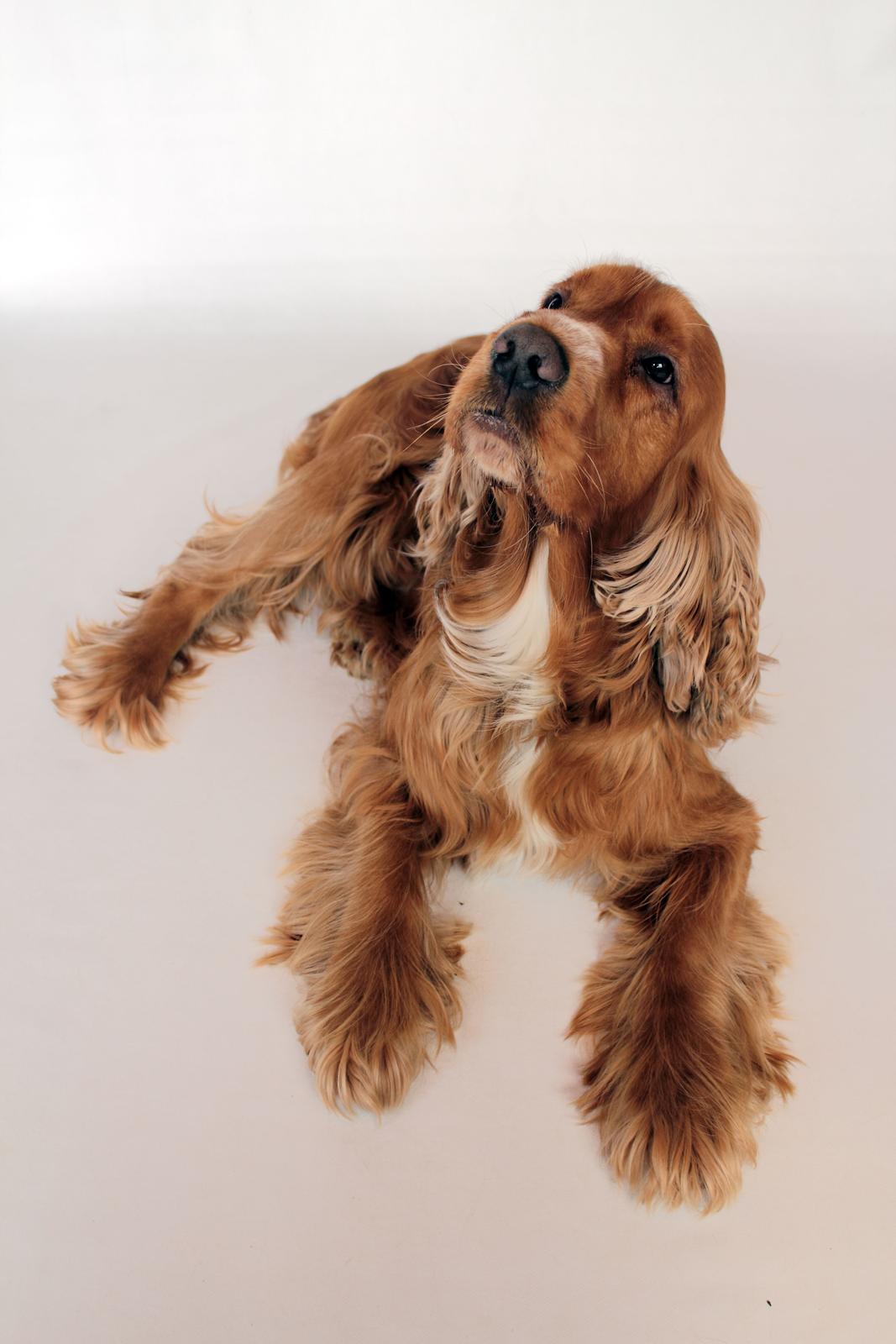 Cocker spaniel Morgan billede 5