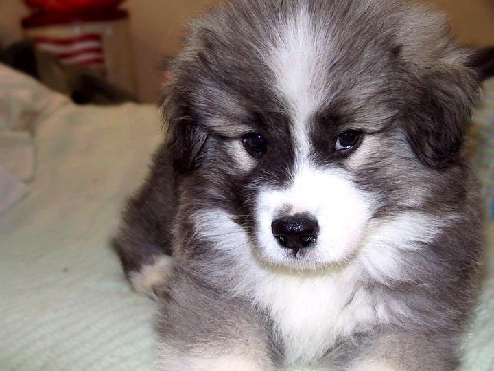 Pyreneerhund ] Luca billede 1