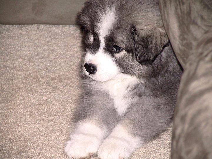 Pyreneerhund ] Luca billede 2