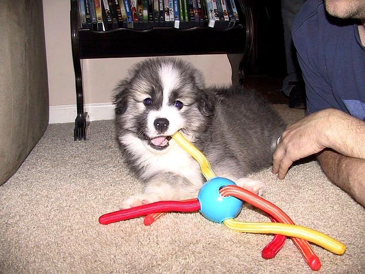 Pyreneerhund ] Luca billede 3