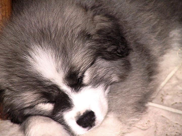 Pyreneerhund ] Luca billede 4