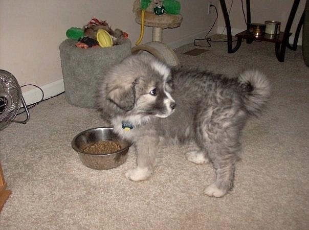 Pyreneerhund ] Luca billede 5