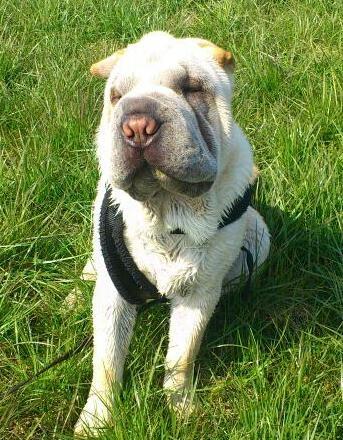 Shar pei Bonzoo Nihoo-sin - her er jeg i mit rette element , på marken og lege : )  billede 14
