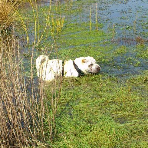Shar pei Bonzoo Nihoo-sin - og jeg elsker at bade i søen på marken : ) billede 15
