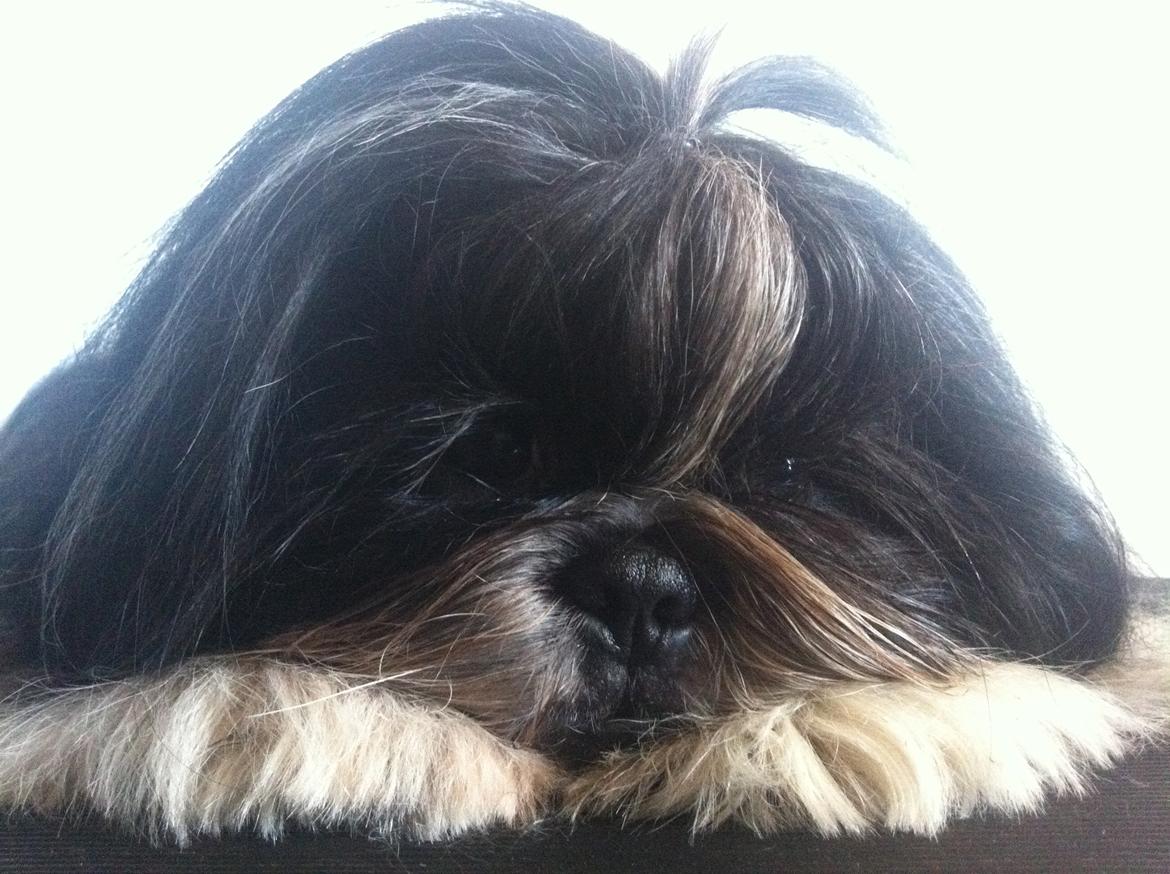 Shih tzu Ludwig billede 2