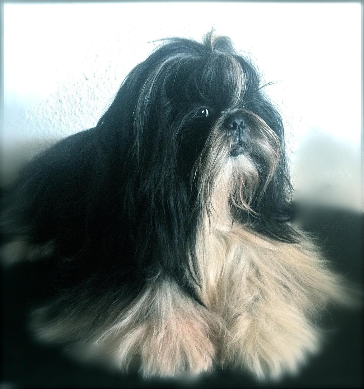 Shih tzu Ludwig billede 4