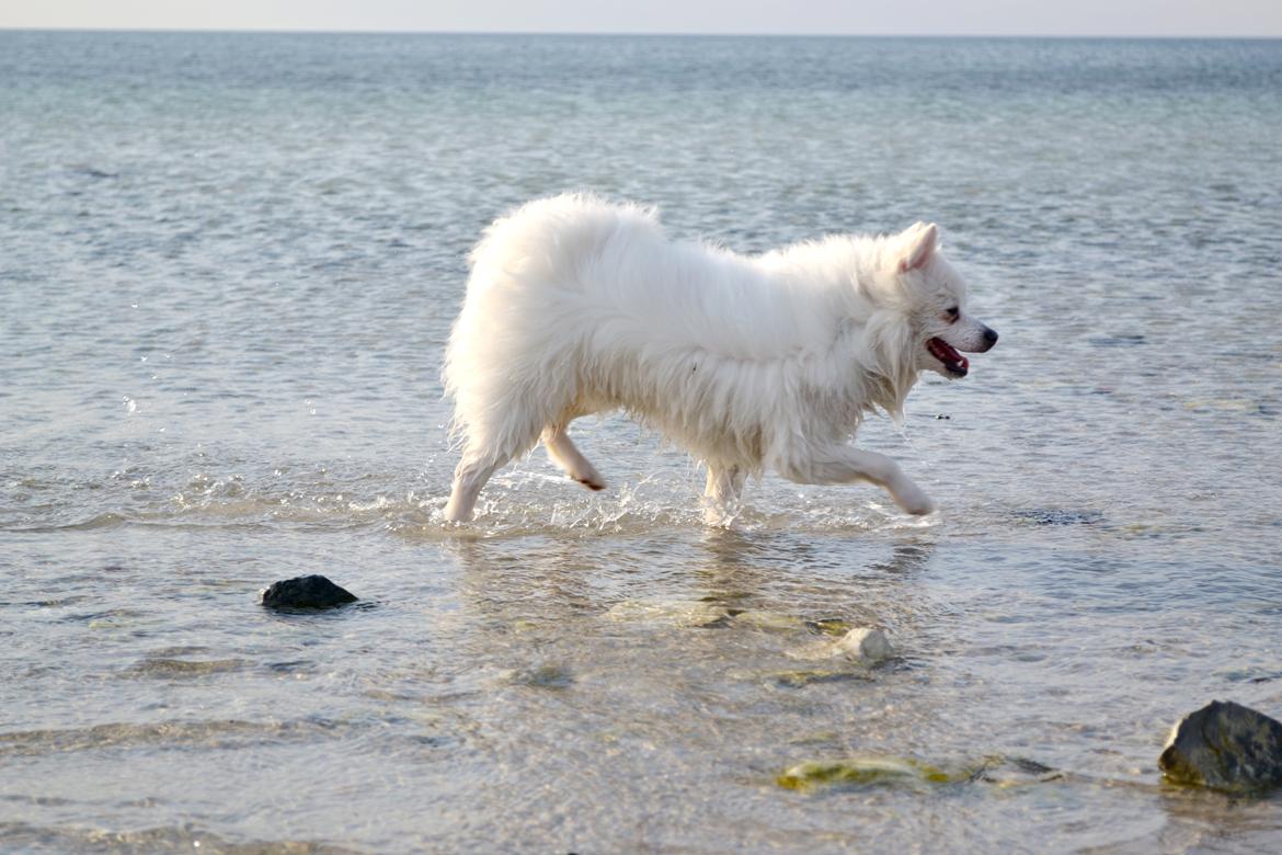 Volpino italiano Ex Animo - Ribersborg strand! billede 4