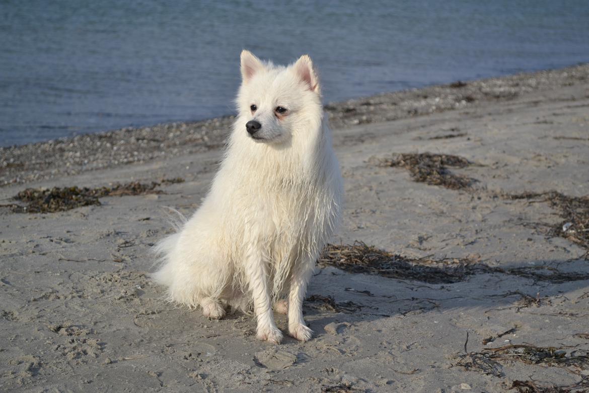 Volpino italiano Ex Animo - i know, i'm hot! billede 9