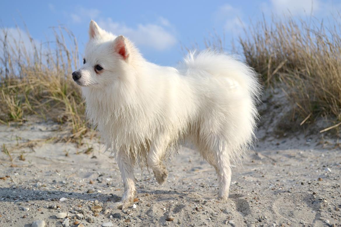 Volpino italiano Ex Animo - Devine Divas Italiano Padre Ex Animo! billede 1