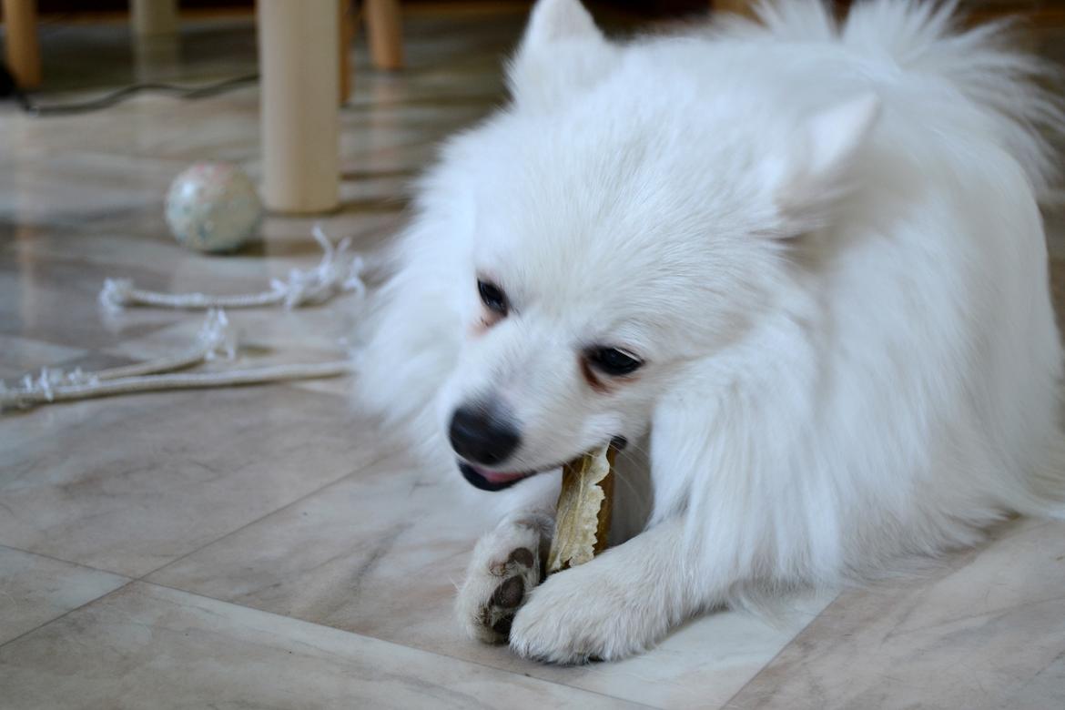 Volpino italiano Ex Animo - Mums, mums! billede 5