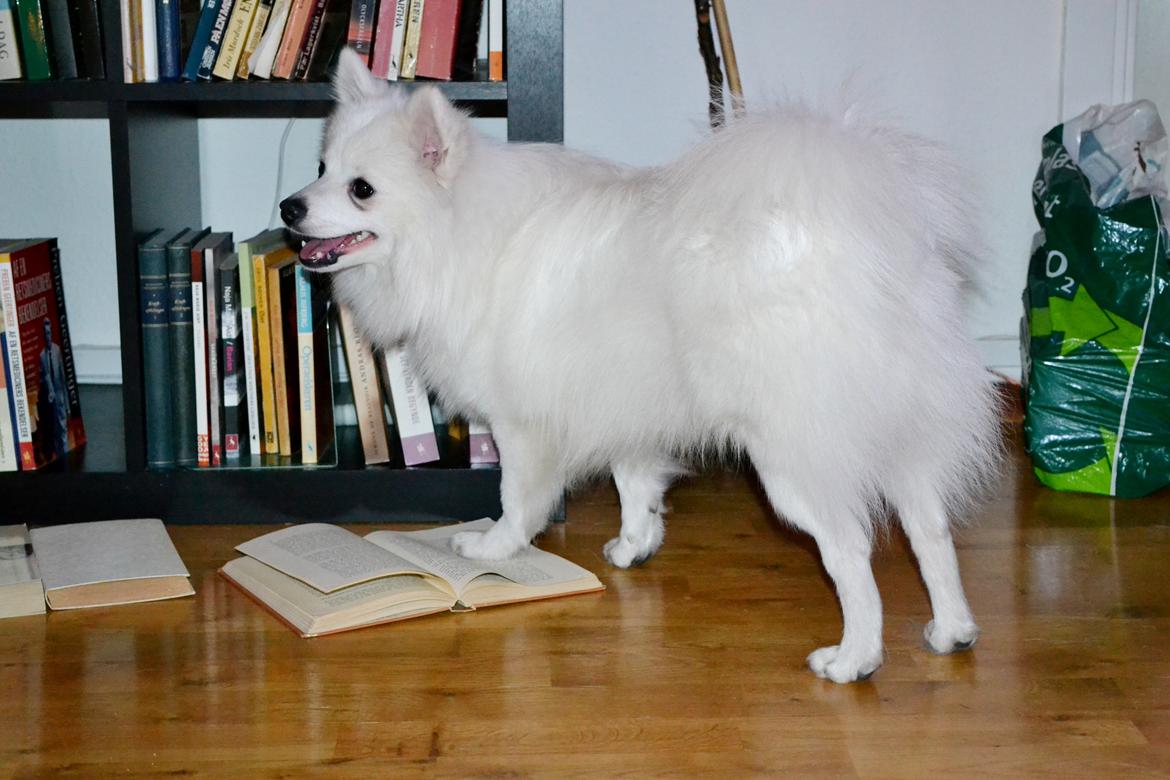 Volpino italiano Ex Animo - Jeg kan læse, det er jo enkelt! billede 10