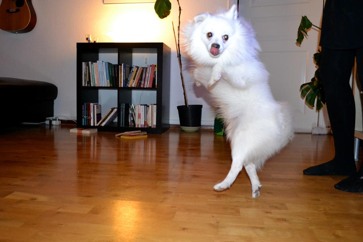 Volpino italiano Ex Animo - JUMPING like a sir. billede 13