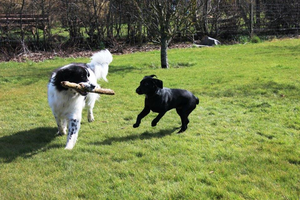 Landseer Pemfo billede 18