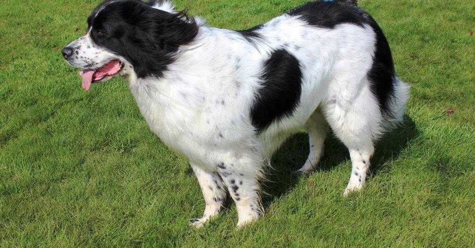 Landseer Pemfo billede 19