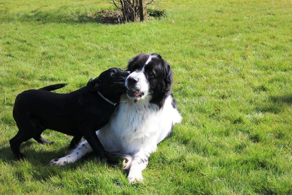 Landseer Pemfo billede 20