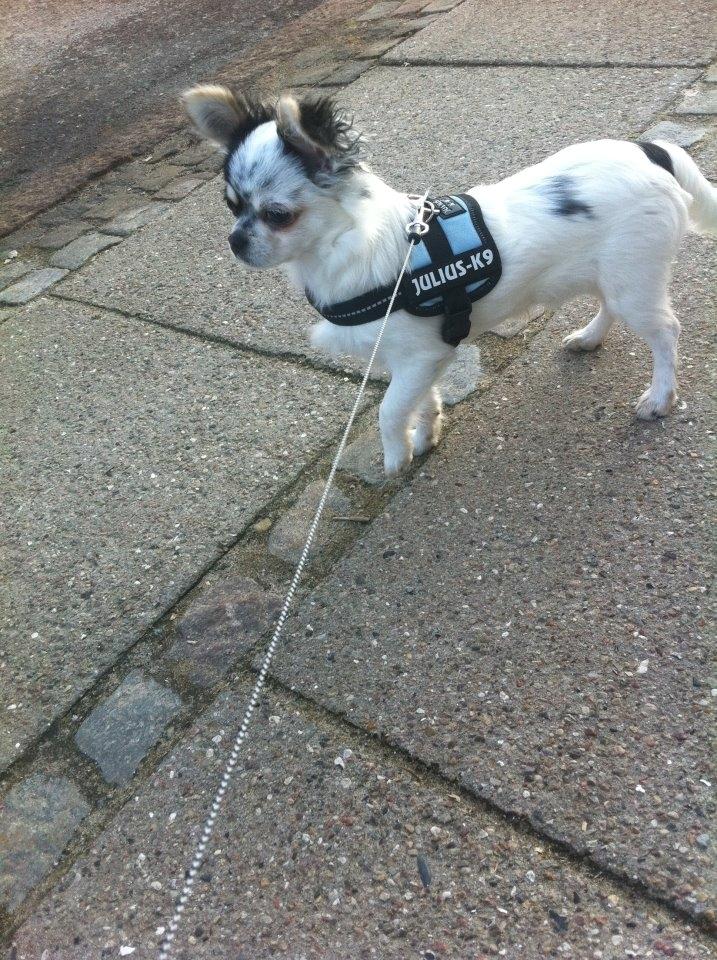 Chihuahua Valentino. - Første gåtur uden trøje på :) så var det endelig varmt nok i vejret :)  billede 5