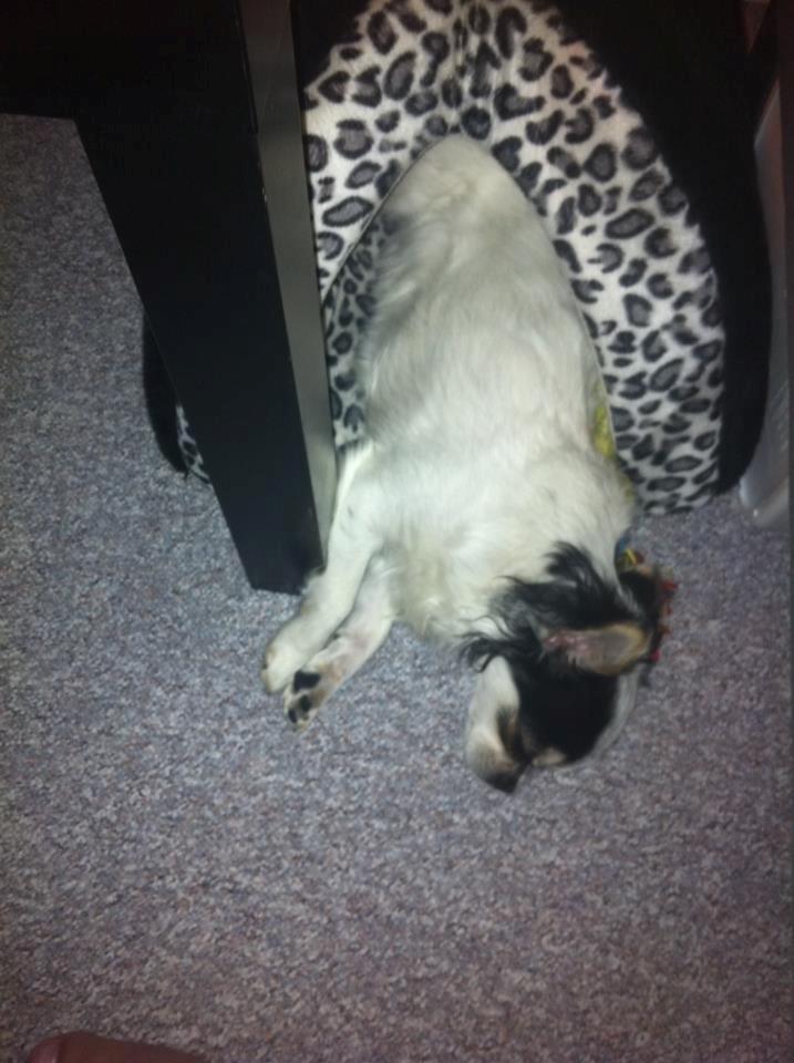 Chihuahua Valentino. - Det er alt for tidligt om morgenen. :)  billede 4