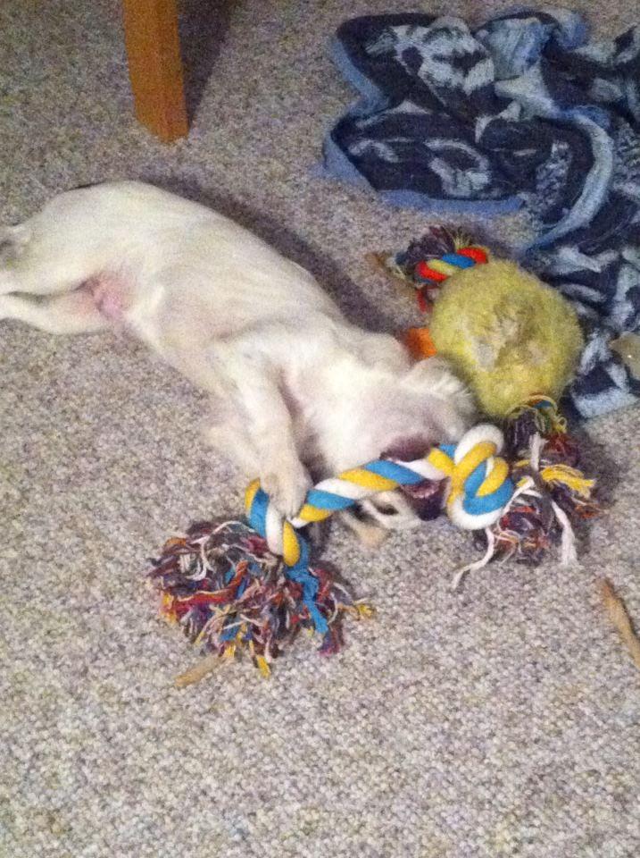 Chihuahua Valentino. - Leger med rebet :)  billede 7