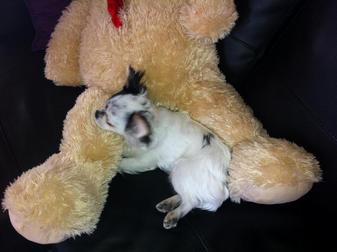 Chihuahua Valentino. - Putter med bamsen efter en lang dag <3 billede 6