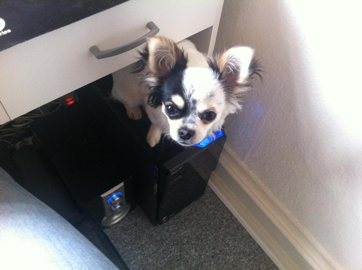 Chihuahua Valentino. - Står på fars computer :) <3 billede 1