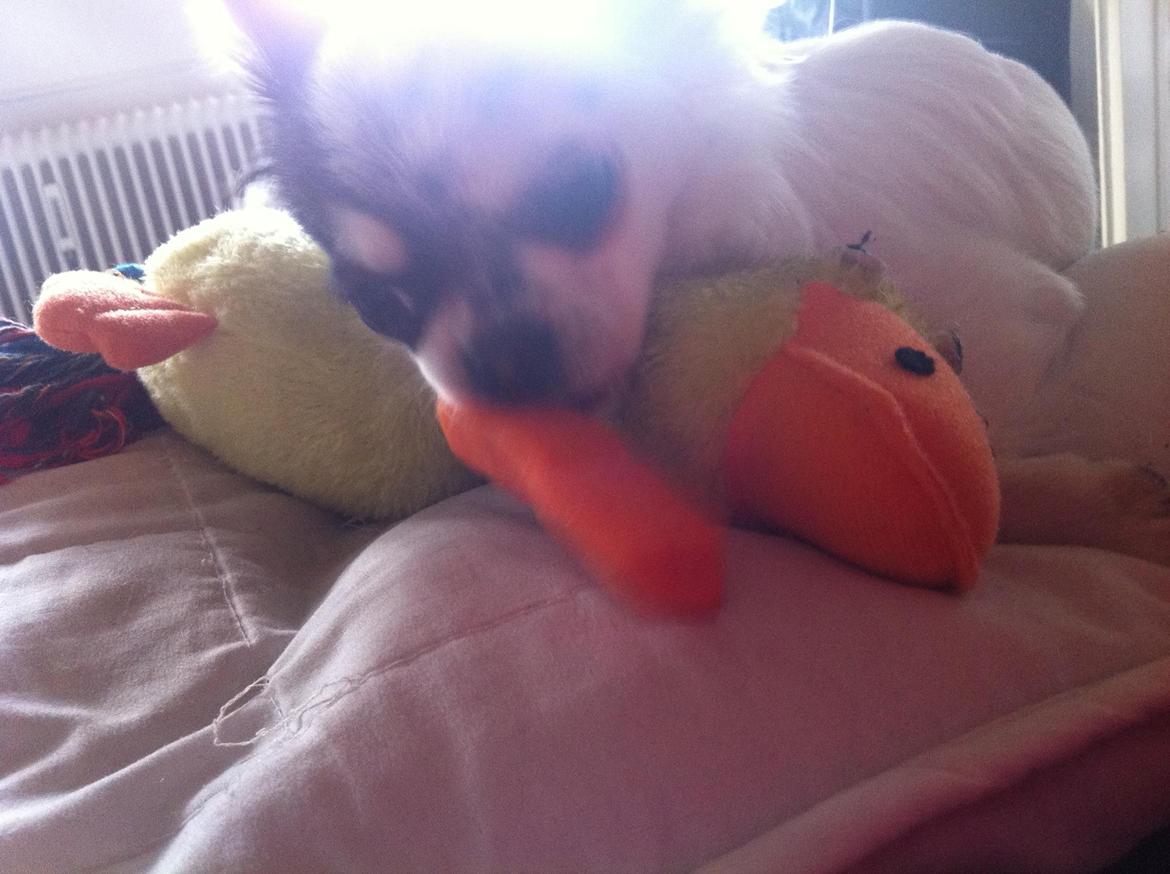 Chihuahua Valentino. - Spiser gulerod :) billede 8