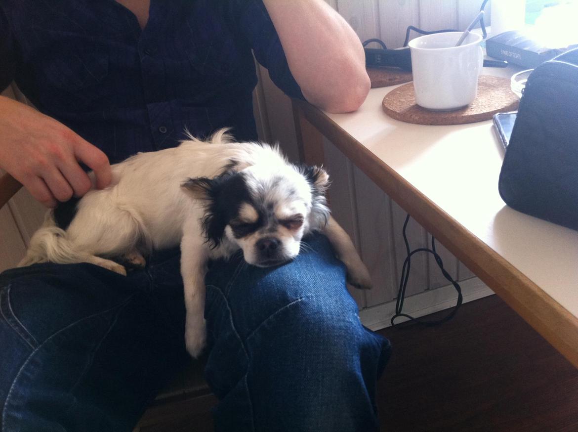 Chihuahua Valentino. - MEGET træt hund sover på fars ben :) <3 billede 2