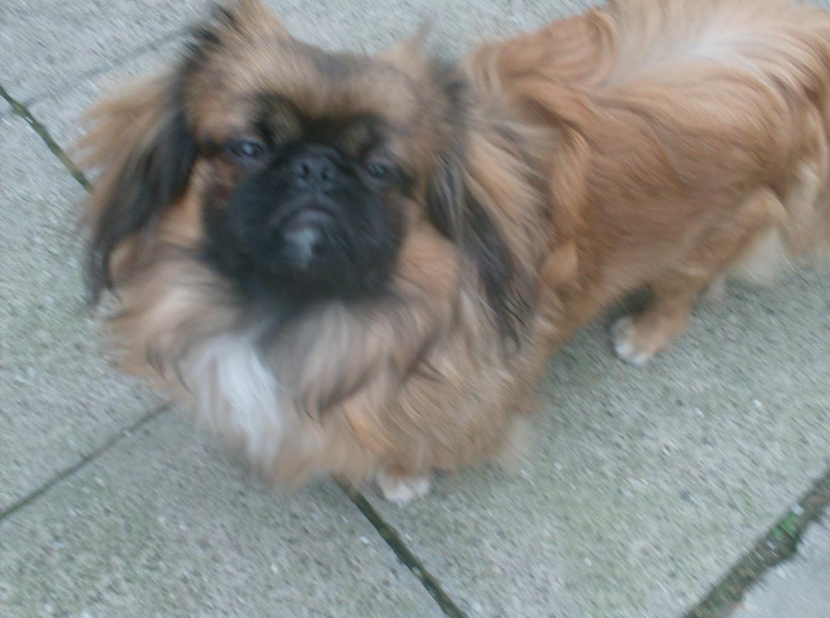 Pekingeser Benn - Nu er jeg blevet ti måneder, og en stor dreng :) billede 1