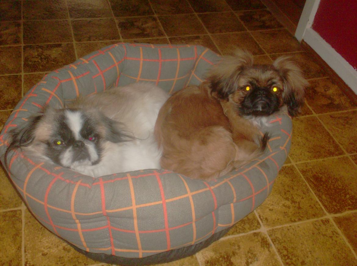 Pekingeser Benn - Nu kan vi snart ikke være i sengen mere :) billede 13