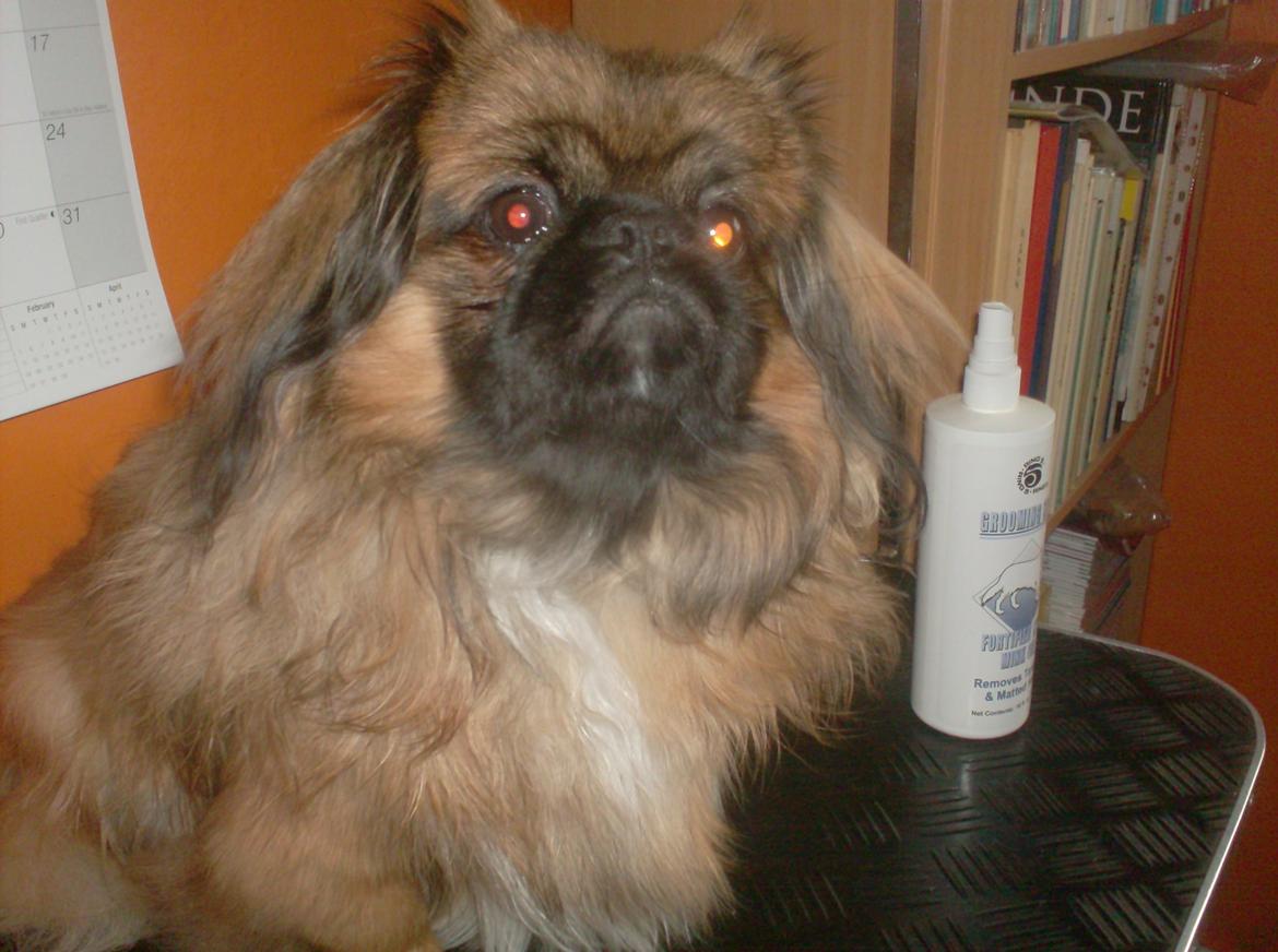 Pekingeser Benn - Nybørstet og fin. billede 2