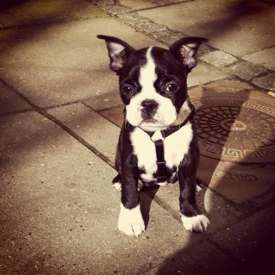 Boston terrier Donna - Day 61. Copenhagen Sun! billede 10