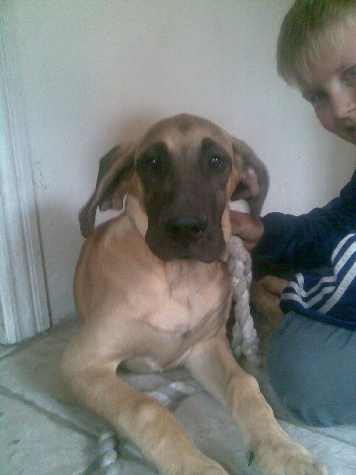 Grand danois Vicki billede 15