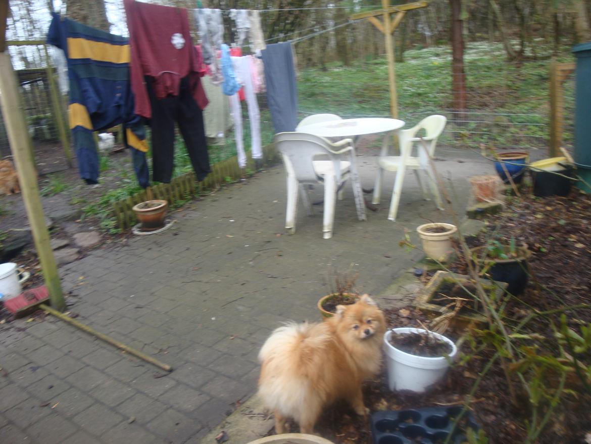 Pomeranian Mulle - 20 april på terrassen, flotte (store, suk) Mulle-tøsen nyder livet hos os, er nu 7 måneder "gammel". billede 9