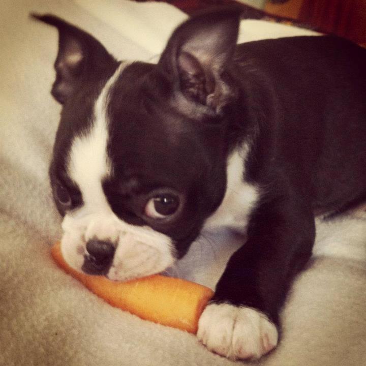 Boston terrier Donna - Day 59. Carrots are the new bones!!! billede 9