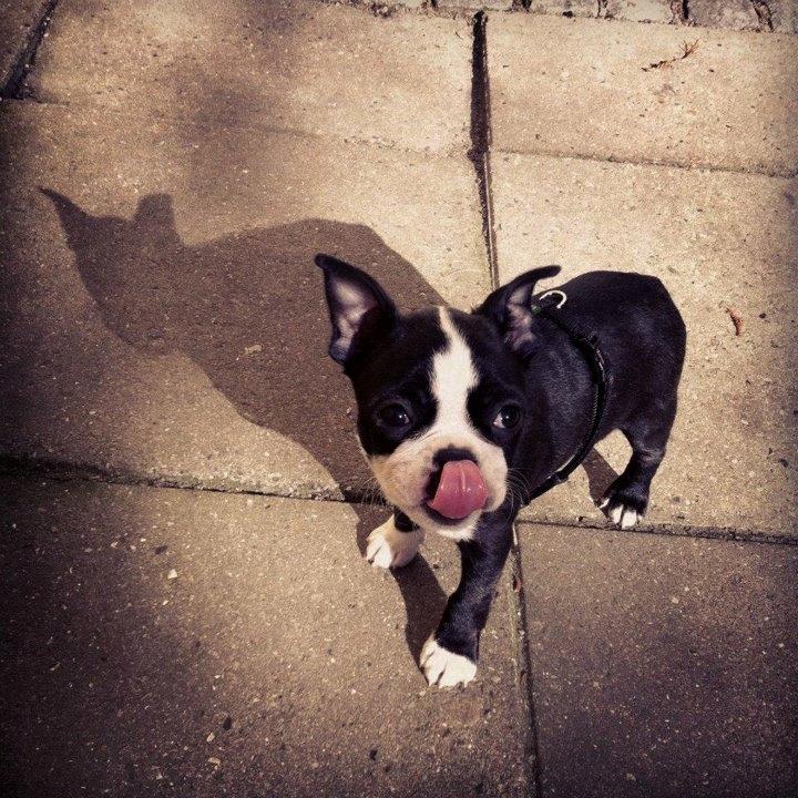 Boston terrier Donna - Day 61. Copenhagen Sun! billede 11