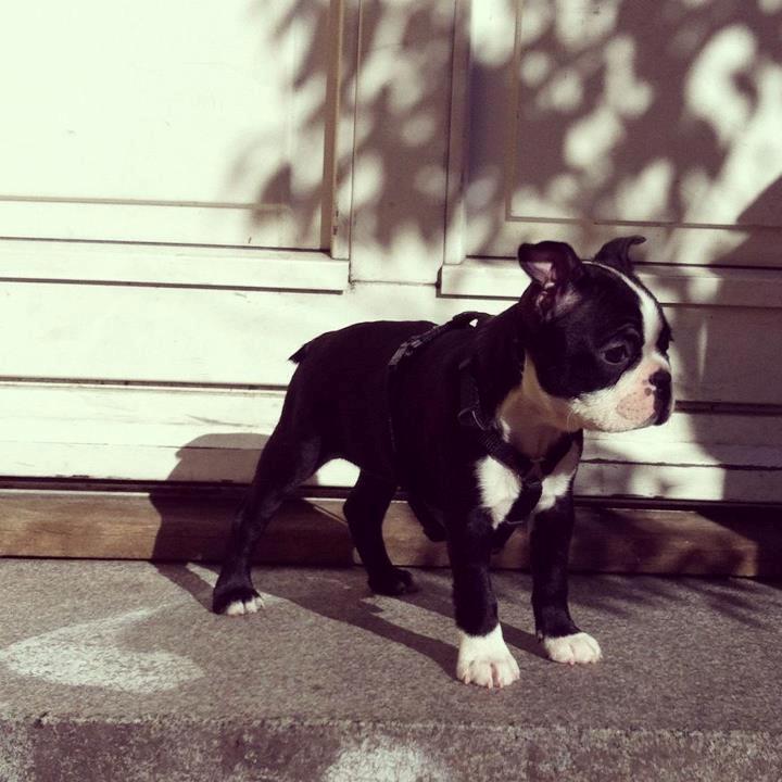 Boston terrier Donna - Day 61. Copenhagen Sun! billede 12