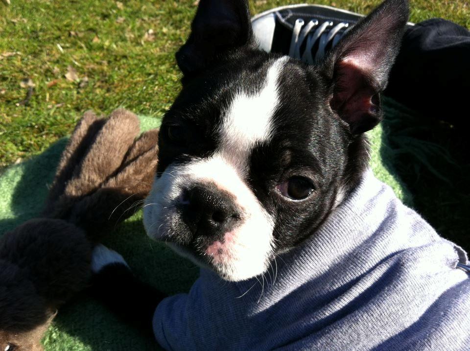 Boston terrier Donna - Day 72 @ the Park. billede 13