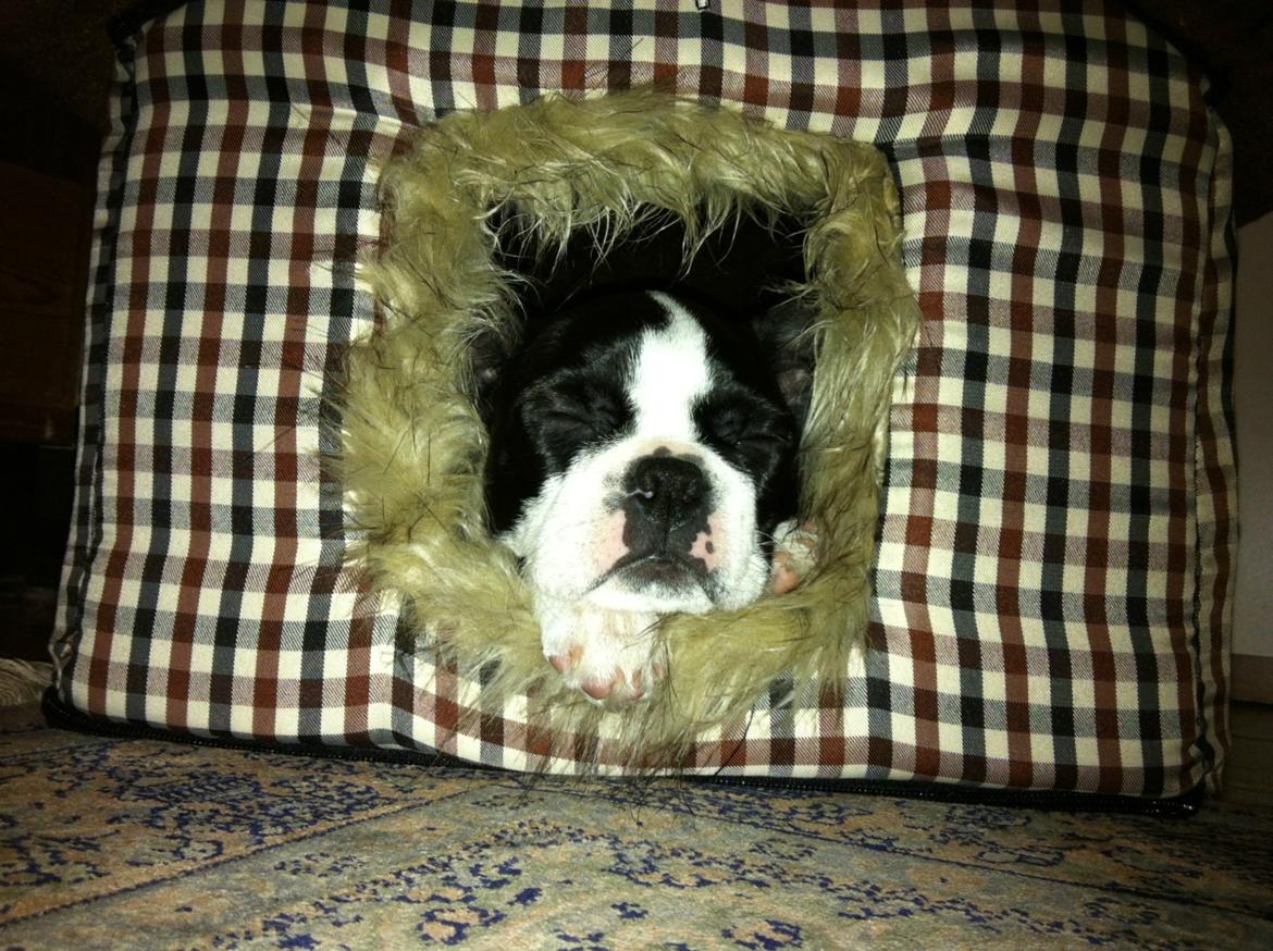Boston terrier Donna - Day 77. Sleeping in her new house! billede 14