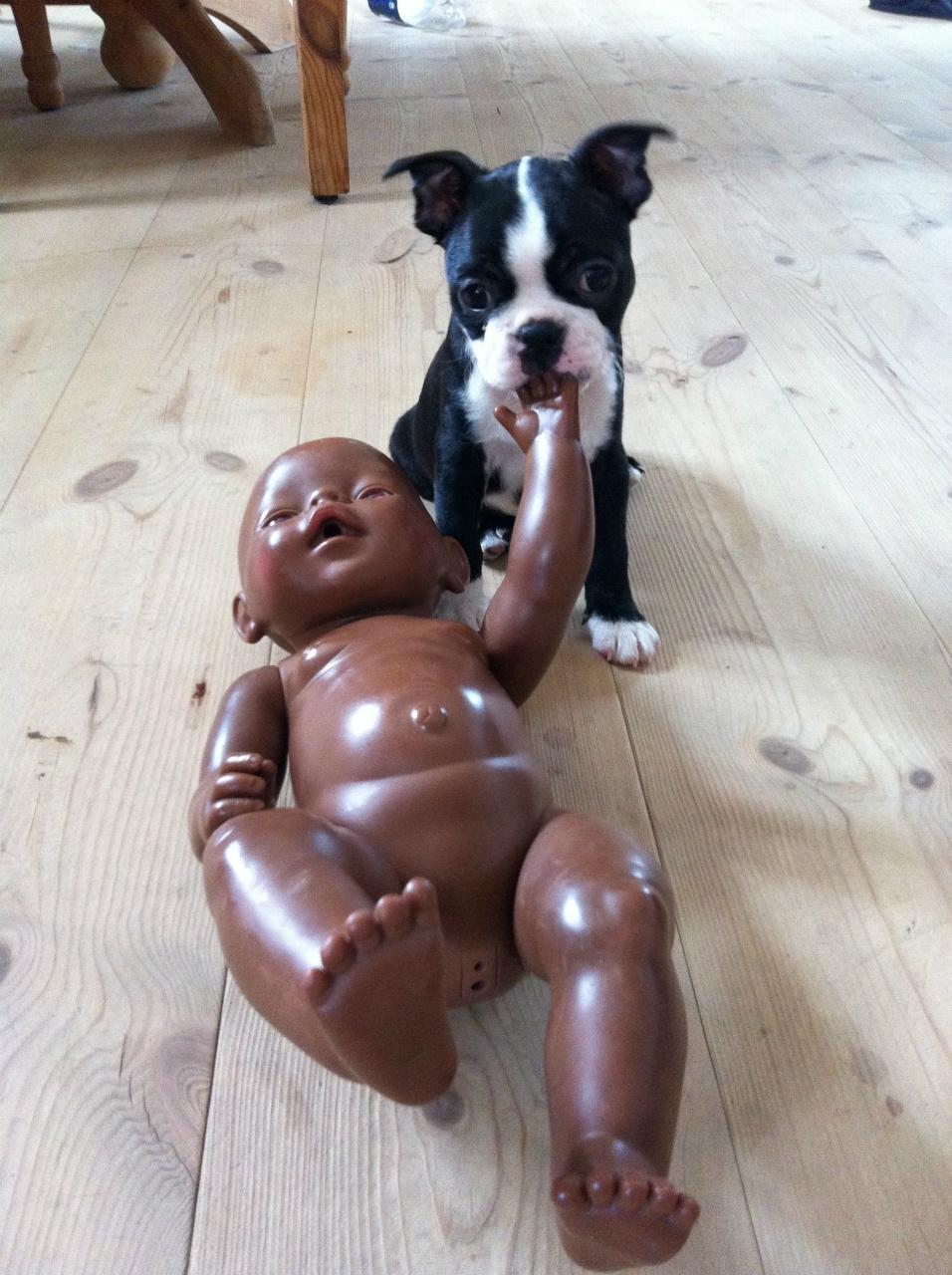 Boston terrier Donna - Day 56. Ready for Copenhagen. billede 8